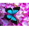 Rosa Blumen und blauer Schmetterling