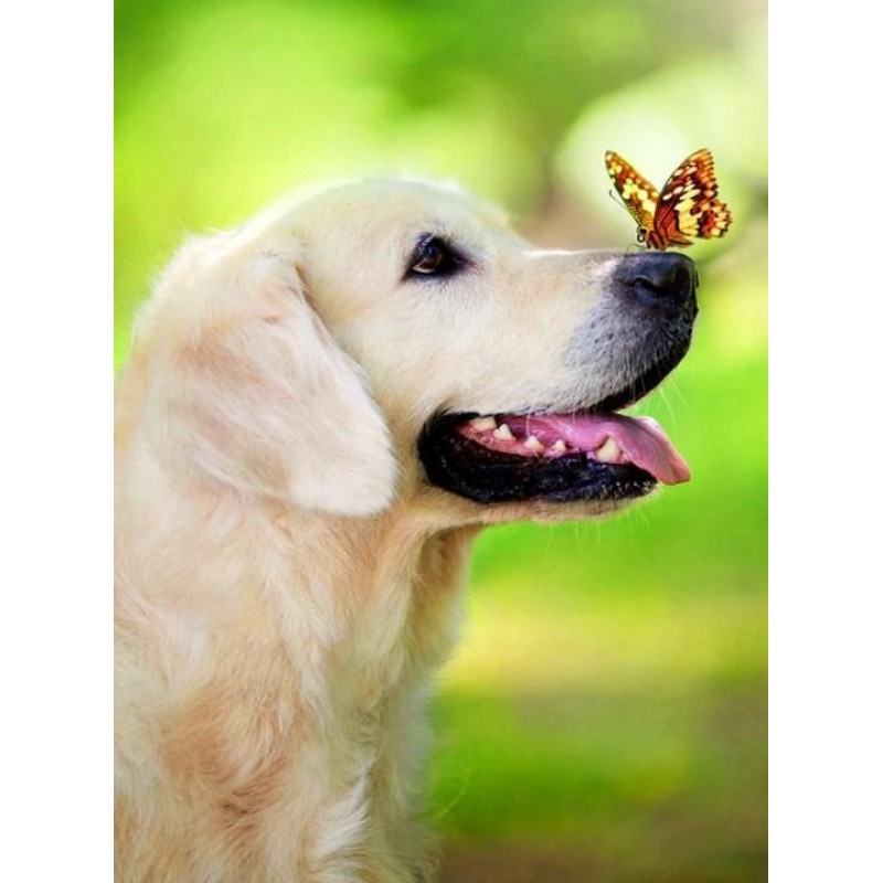 Hund mit Schmetterli...