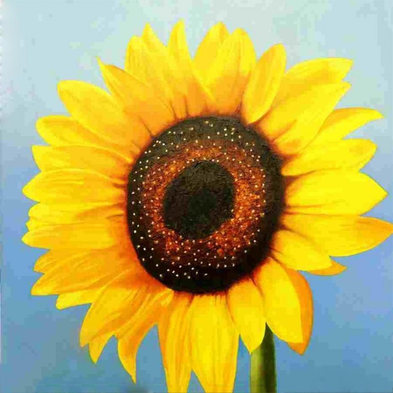 Gelbe Sonnenblume Di...