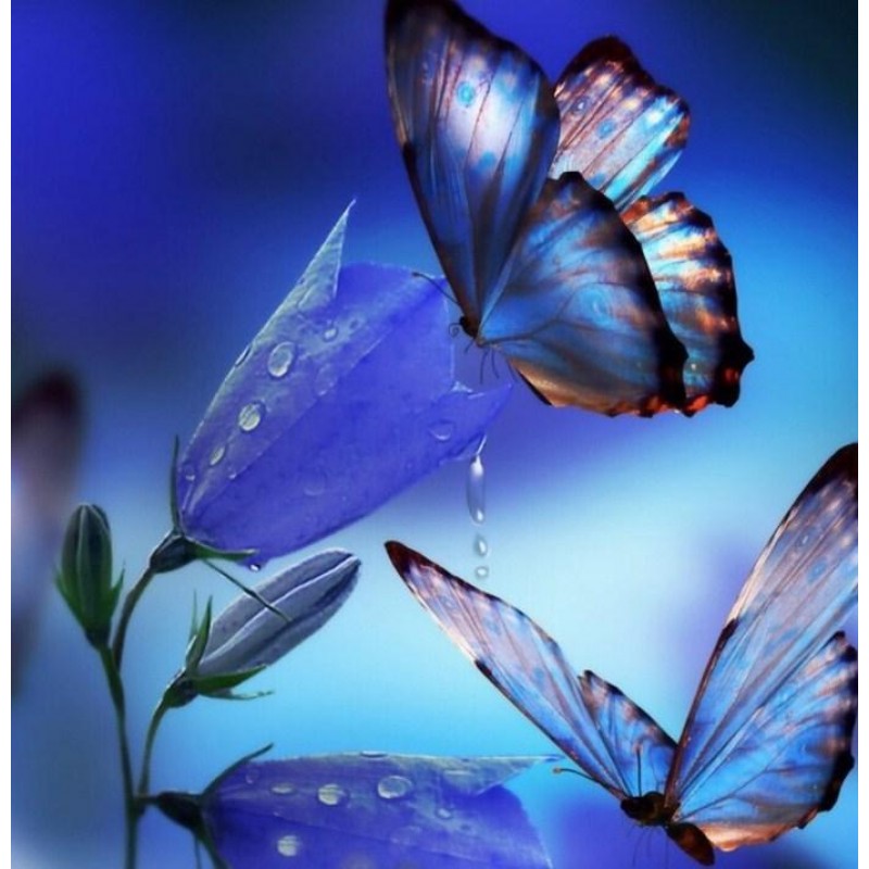 Schmetterlinge, die ...