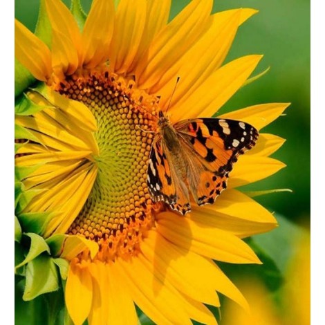 Schmetterling & Sonnenblume hautnah