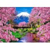 Japanische Kirschblüten Frühling