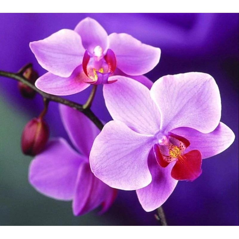 Lila Orchideen Diamo...