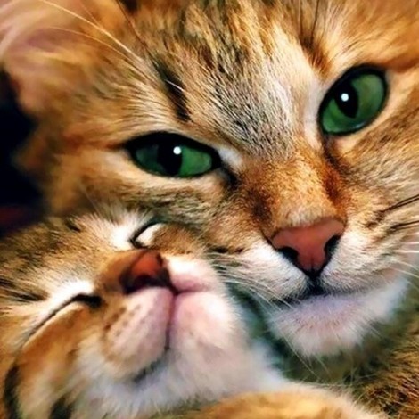 Mutter Katze & Baby Katze
