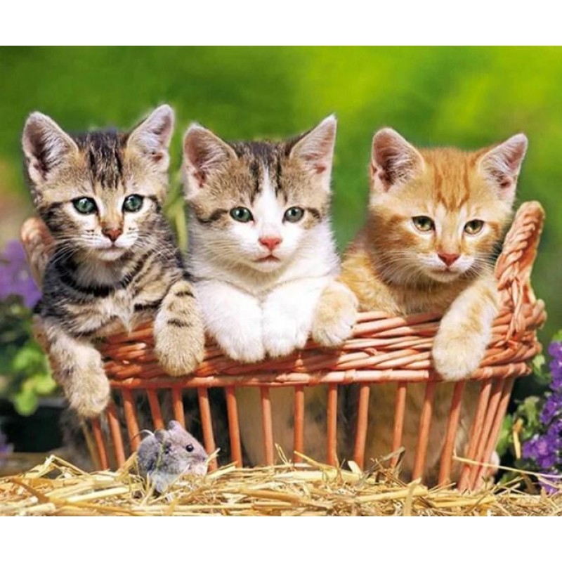 Drei schöne Kätzch...